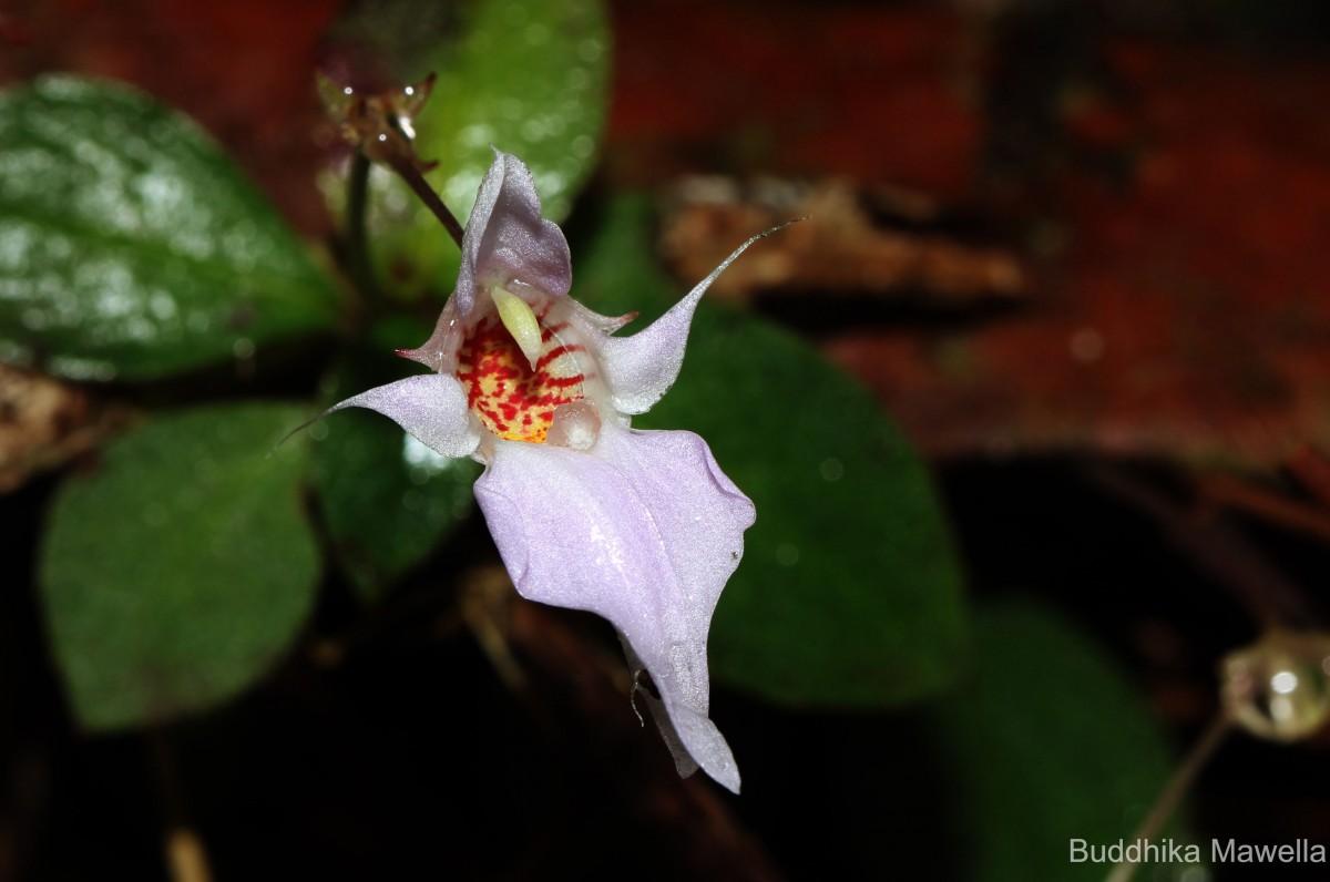 Impatiens thwaitesii Hook.f. ex Grey-Wilson